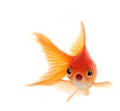 Shocked Goldfish Isolated on White Background Royalty Free Stock Photo