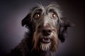 Shocked Irish wolfhound close up portrait. Royalty Free Stock Photo