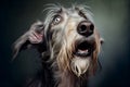 Shocked Irish wolfhound close up portrait. Royalty Free Stock Photo