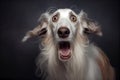 Shocked Irish wolfhound close up portrait. Royalty Free Stock Photo