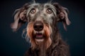 Shocked Irish wolfhound close up portrait. Royalty Free Stock Photo