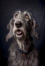 Shocked Irish wolfhound close up portrait. Royalty Free Stock Photo