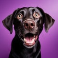 Shocked Labrador Dog Looking at Camera on Purple Background AI Generated