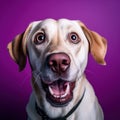 Shocked Labrador Dog Looking at Camera on Purple Background AI Generated