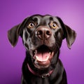 Shocked Labrador Dog Looking at Camera on Purple Background AI Generated