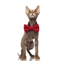 Shocked metis cat with red bowtie looks up Royalty Free Stock Photo