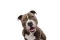 Shocked and surprised dog face expression. American bully isolated on white background Royalty Free Stock Photo