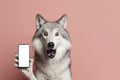 Shocked wolf holding smartphone with white mockup screen on solid color background. ai generative