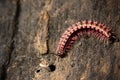 Shocking Pink Millipede on wet bark in forest.