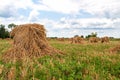 Shocks of oats Royalty Free Stock Photo