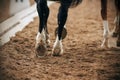 The shod legs of a black horse running alongside another horse in a dressage competition Royalty Free Stock Photo