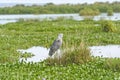 Shoe-billed Stork in the Marshes Royalty Free Stock Photo