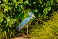 Shoe-billed Stork Royalty Free Stock Photo