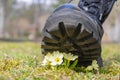 A shoe with a corrugated sole tramples the first spring flowers. Concept: human vandalism in nature, ecology.