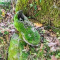 Shoe covered with green moss. Concepts: Camouflage and the reconquest of nature towards man and his things Royalty Free Stock Photo