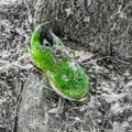 Shoe covered with green moss. Concepts: Camouflage and the reconquest of nature towards man and his things Royalty Free Stock Photo