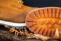 Shoe detail in leather Royalty Free Stock Photo