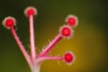 Shoe Flower carpel Hibiscus syriacus