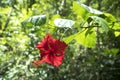 Shoe flower, Hibiscus, Chinese rose flowers tree plant. Beautiful red Hibiscus flower in forest background. ( Hibiscus Royalty Free Stock Photo