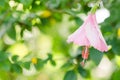 Shoe Flower or Hibiscus