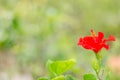 Shoe Flower or Hibiscus