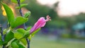 Shoe flower, Hibiscus, Chinese rose, scientific name Hibiscus rosa-sinensis L., pink hibiscus flower.