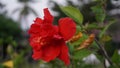 Shoe flower, Hibiscus, Chinese rose, scientific name Hibiscus rosa-sinensis L., red hibiscus flower. Queen of tropical flowers.