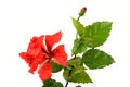 Shoe Flower, Hibiscus, Chinese rose on white background.