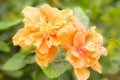 flower, Hibiscus sosa chinensis, Chinese Rose flower