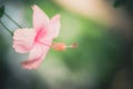 Shoe Flower or Hibiscus vintage