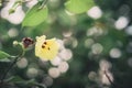 Shoe Flower or Hibiscus vintage Royalty Free Stock Photo