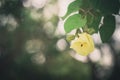 Shoe Flower or Hibiscus vintage Royalty Free Stock Photo