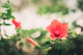 Shoe Flower or Hibiscus vintage