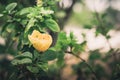 Shoe Flower or Hibiscus vintage Royalty Free Stock Photo