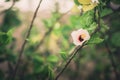 Shoe Flower or Hibiscus vintage