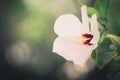 Shoe Flower or Hibiscus vintage