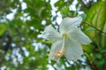 Shoe flower or with the Latin name Hibiscus rosa-sinensis Royalty Free Stock Photo