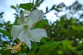 Shoe flower or with the Latin name Hibiscus rosa-sinensis Royalty Free Stock Photo