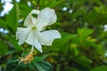 Shoe flower or with the Latin name Hibiscus rosa-sinensis Royalty Free Stock Photo