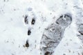 Shoe footprint right beside rabbit print in snow - close-up top down view