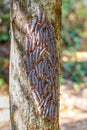 Shoe Lace caterpillars Madagascar wildlife