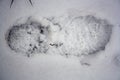 Shoe marks on muddy snow