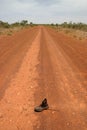 Shoe on the middle of road