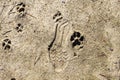 A shoe print and dog print in the outdoor sand