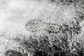 Shoe print in the snow Royalty Free Stock Photo