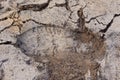 shoe sole print on the gray brown sand of the road Royalty Free Stock Photo