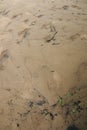Shoe tracks, impression in the sand, in the sludge, morass