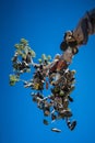 Shoe Tree at Hallelujah Junction on Highway 395, California