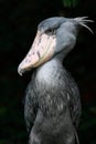 Shoebill Royalty Free Stock Photo