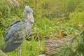 Shoebill